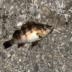 連日メバリング