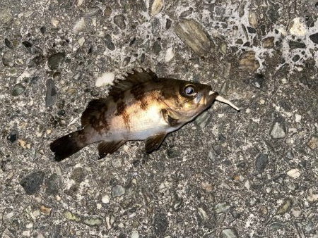 連日メバリング