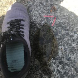 花見カレイを求めて㊁