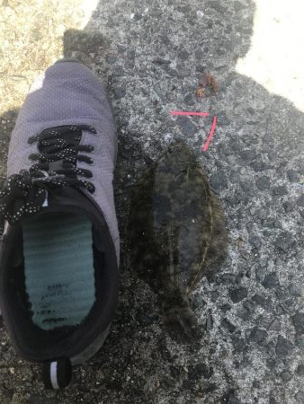 花見カレイを求めて㊁