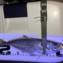 シグ単Df~アジング！ん？ちっこいの？