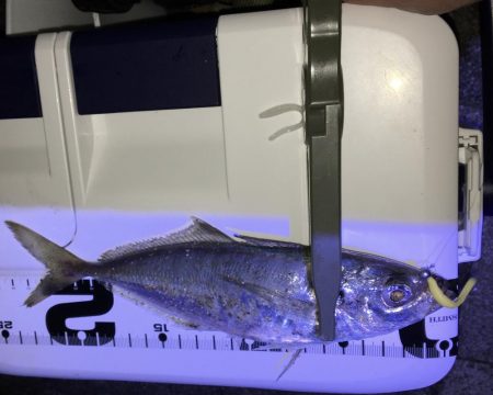 シグ単Df~アジング！ん？ちっこいの？