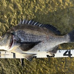 イチノ兄弟、釣果！