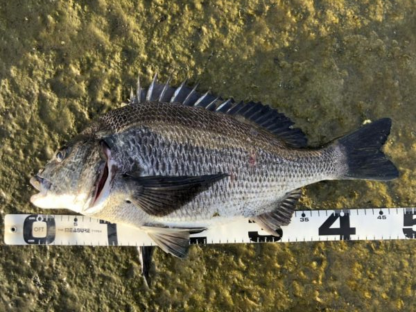 イチノ兄弟、釣果！