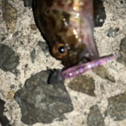 今日もメバル不発