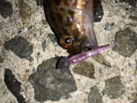 今日もメバル不発