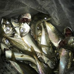 夕マズメのアジングアタリ多し‼︎