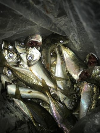 夕マズメのアジングアタリ多し‼︎