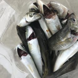 朝マズメのアジング好調