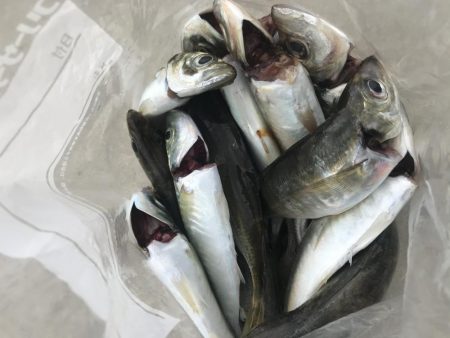 朝マズメのアジング好調