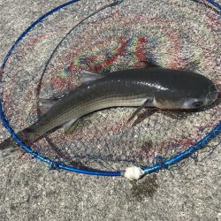 ジクサビキとダイソーバイブ