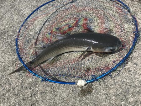 ジクサビキとダイソーバイブ