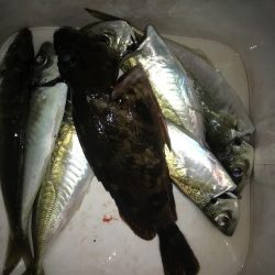 短時間でアジ6匹