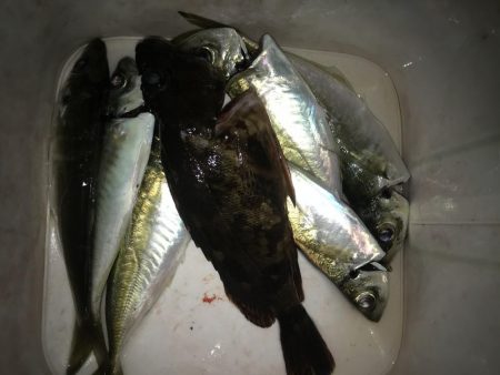 短時間でアジ6匹