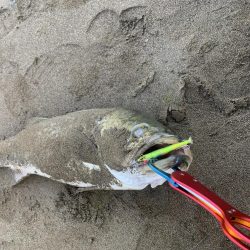 今年初ランカー(≧∀≦)