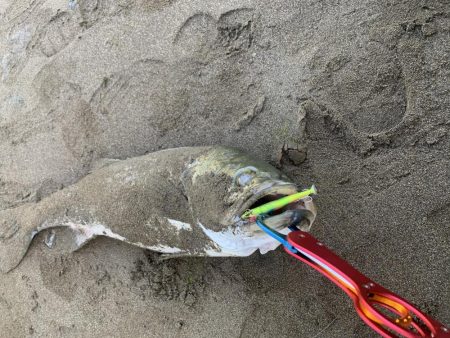 今年初ランカー(≧∀≦)