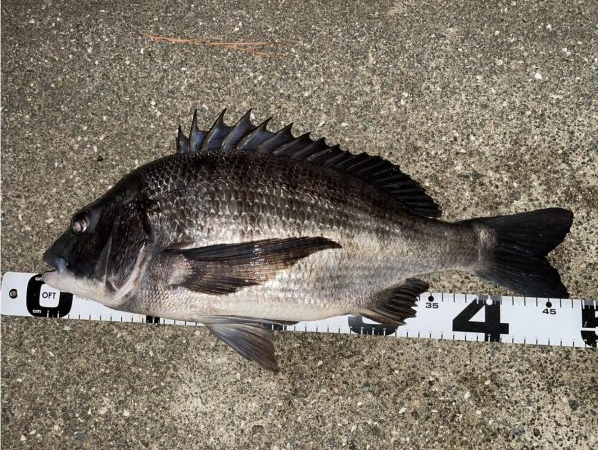 イチノ兄弟、釣果！