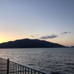 サゴシはどこへ…？