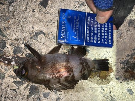 メバル⑨