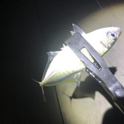 今期初アジング