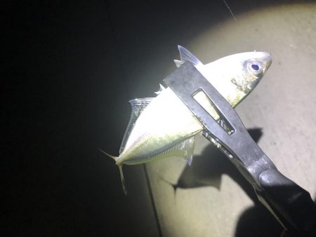 今期初アジング