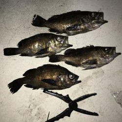 メバル釣り