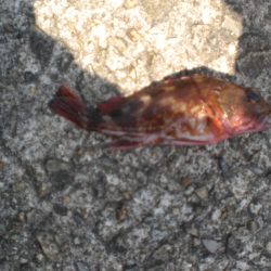 今日もベランダへ