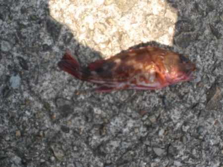 今日もベランダへ