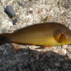 黄金いろのアイナメ