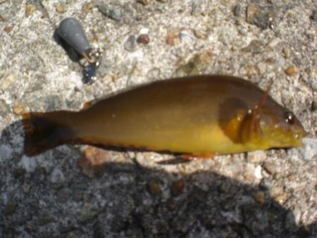 黄金いろのアイナメ