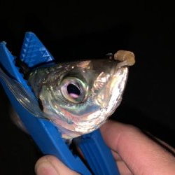 緊急事態宣言前にアジングへ