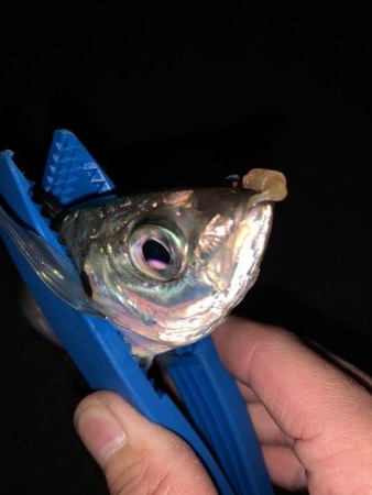 緊急事態宣言前にアジングへ