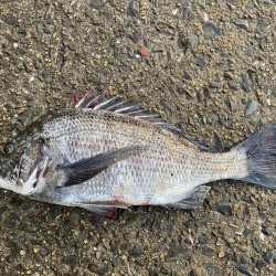 イチノ兄弟、釣果！