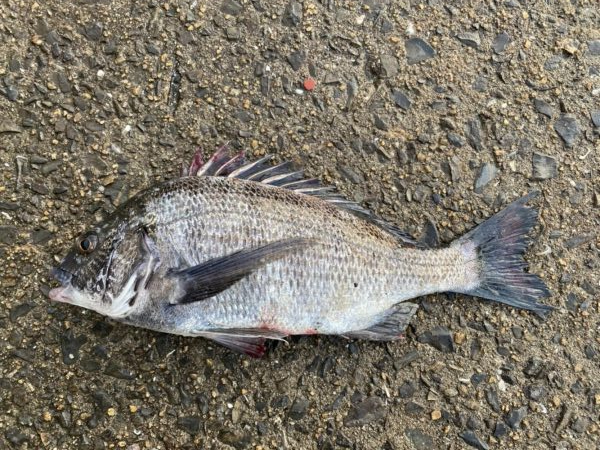 イチノ兄弟、釣果！