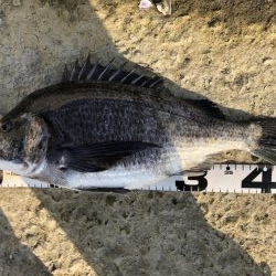 イチノ兄弟、釣果！