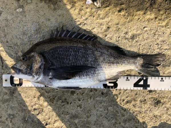 イチノ兄弟、釣果！