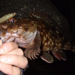 小潮でもメバルプラッギング