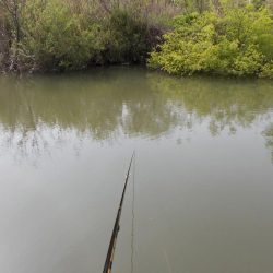 紀ノ川　某ワンド　真ブナ釣り