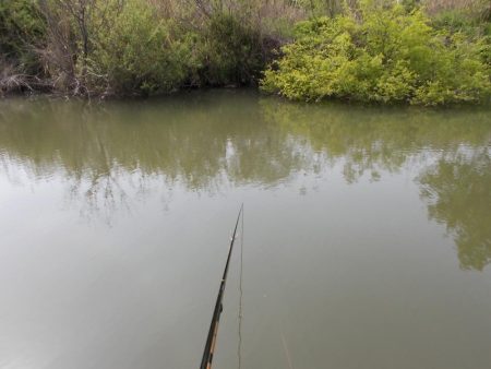 紀ノ川　某ワンド　真ブナ釣り