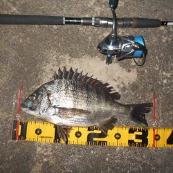 やっぱりRB88が効く？。