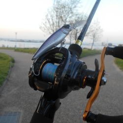 岸壁ノックでヒット③。