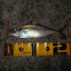 入れ食いは一瞬…