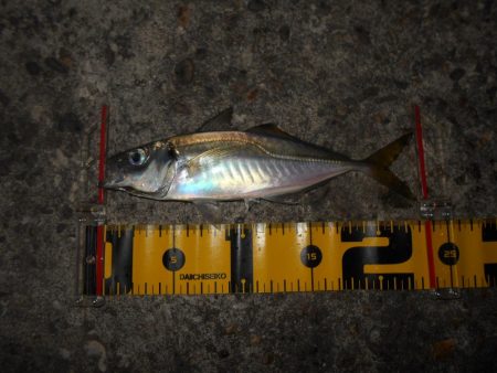 入れ食いは一瞬…