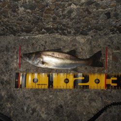 アミパターンの可能性有り