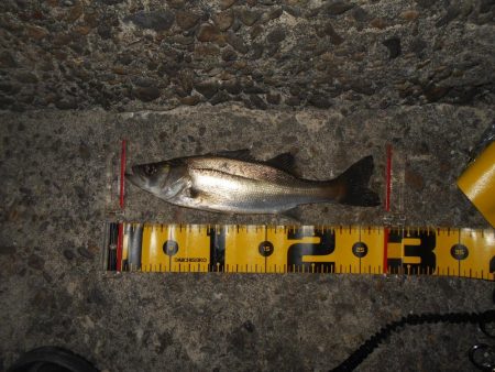 アミパターンの可能性有り