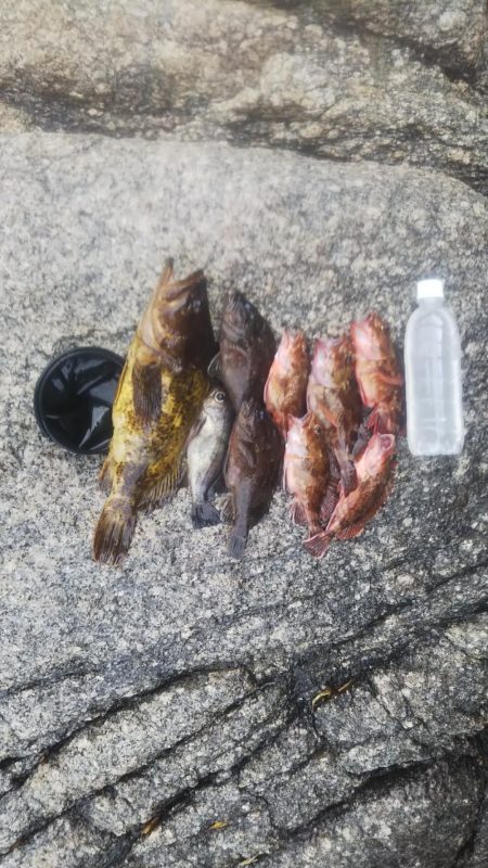 春と言う名の根魚を求めて