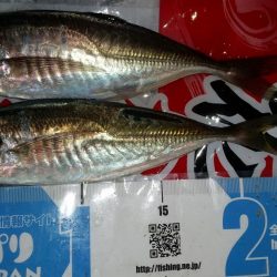 今年初の鰺ゲット