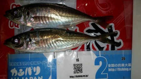 今年初の鰺ゲット