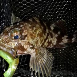 フォール&ステイ