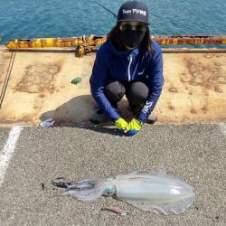 3キロオーバー！春のモンスターアオリイカ